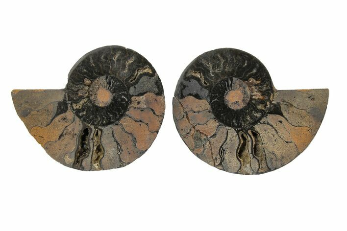 Bargain, Cut/Polished Ammonite Fossil - Black Color #165663